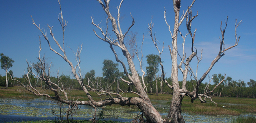 Generic image of tree on a waterway