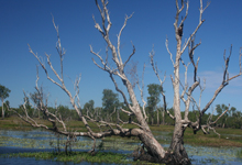 Generic image of tree on riverside