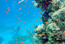 Generic underwater image