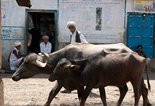 Khintla villager with livestock